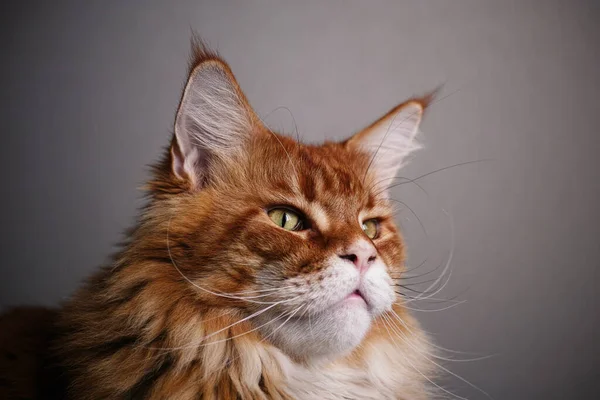 Retrato Gato Mapache Rojo Cerca — Foto de Stock