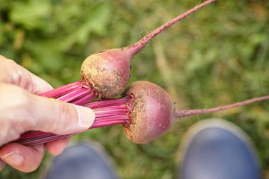 Elinde taze toplanmış pancar tutan bir adam. Kapat..