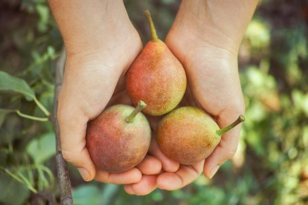 Frisch Geerntete Birnen Den Händen Nahaufnahme — Stockfoto