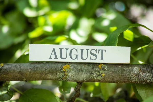 Mese Agosto Stampato Blocco Legno Sdraiato Ramo Albero Vicino — Foto Stock