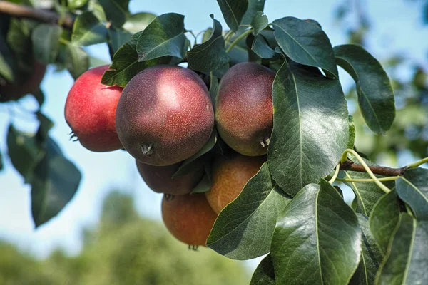 Peras Rojas Maduras Árbol Cerca — Foto de Stock