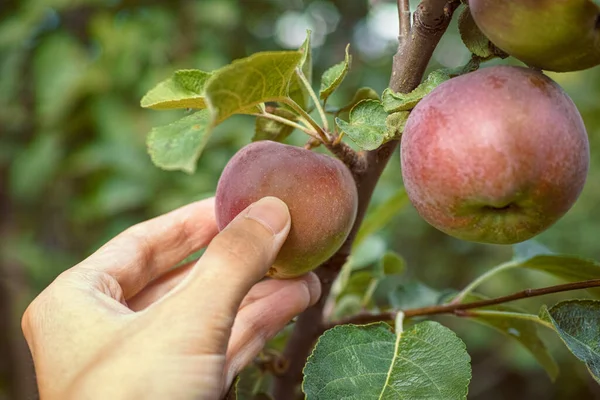 Persona Recogiendo Manzanas Manzano Cerca — Foto de Stock