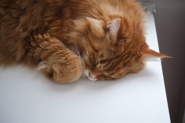 Kırmızı maine rakunu bir masada uyuyor..