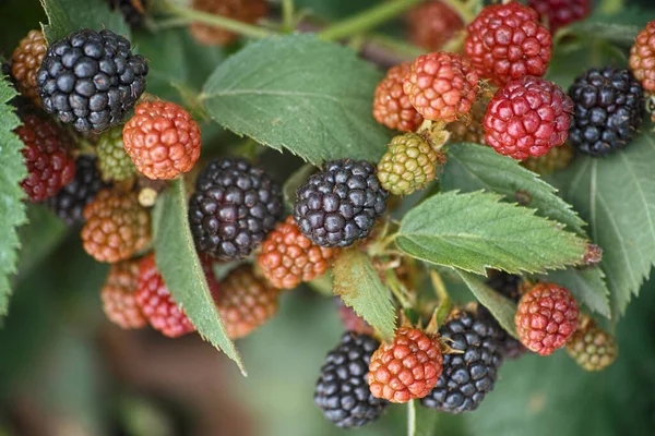 Blackberries on a bush. Close up.