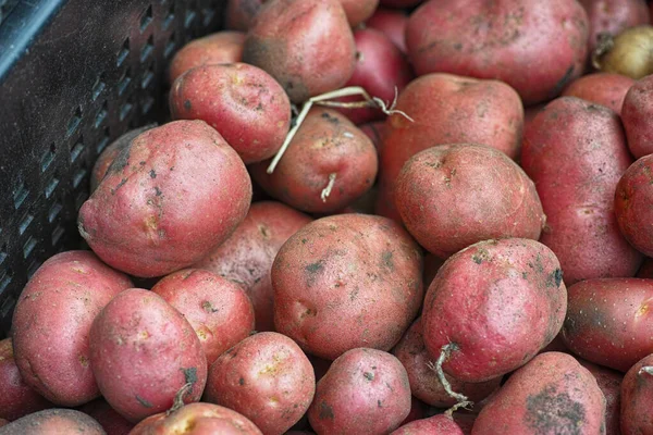 Heap Potatoes Close — Stock Photo, Image