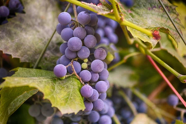 Röda Druvor Med Gröna Blad Vinranka Närbild — Stockfoto