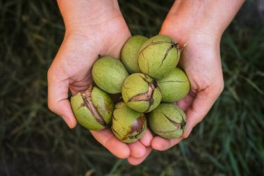 Yeşil kabukta taze toplanmış cevizler. Kapat..