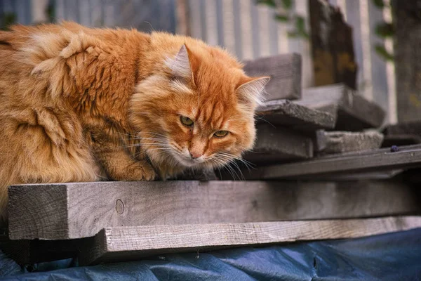 Gato Vadio Vermelho Deitado Tábuas Velhas Fechar — Fotografia de Stock