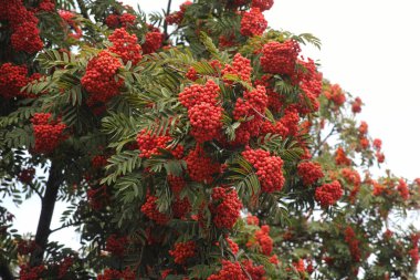 Çilekli Rowan ağacı. Kapat..