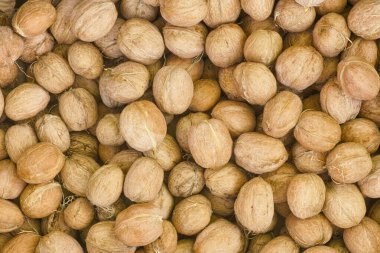 Taze toplanmış ceviz. Kapat..