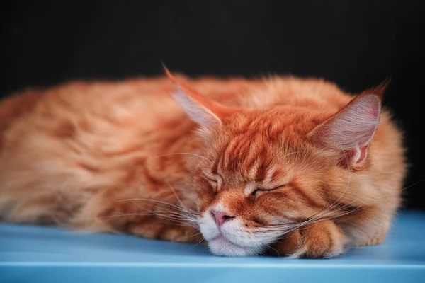 Red Maine Coon Cat Sleeping Table Close — Stock Photo, Image