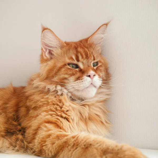 Gato Casulo Maine Vermelho Que Põe Uma Mesa Fechar — Fotografia de Stock