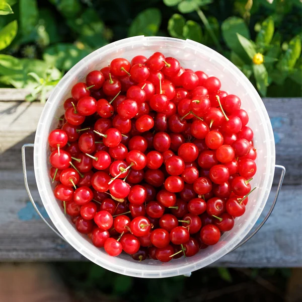 Ripe red cherry in a white plastic bucket on a old garden bench. Top view. Shallow focus.