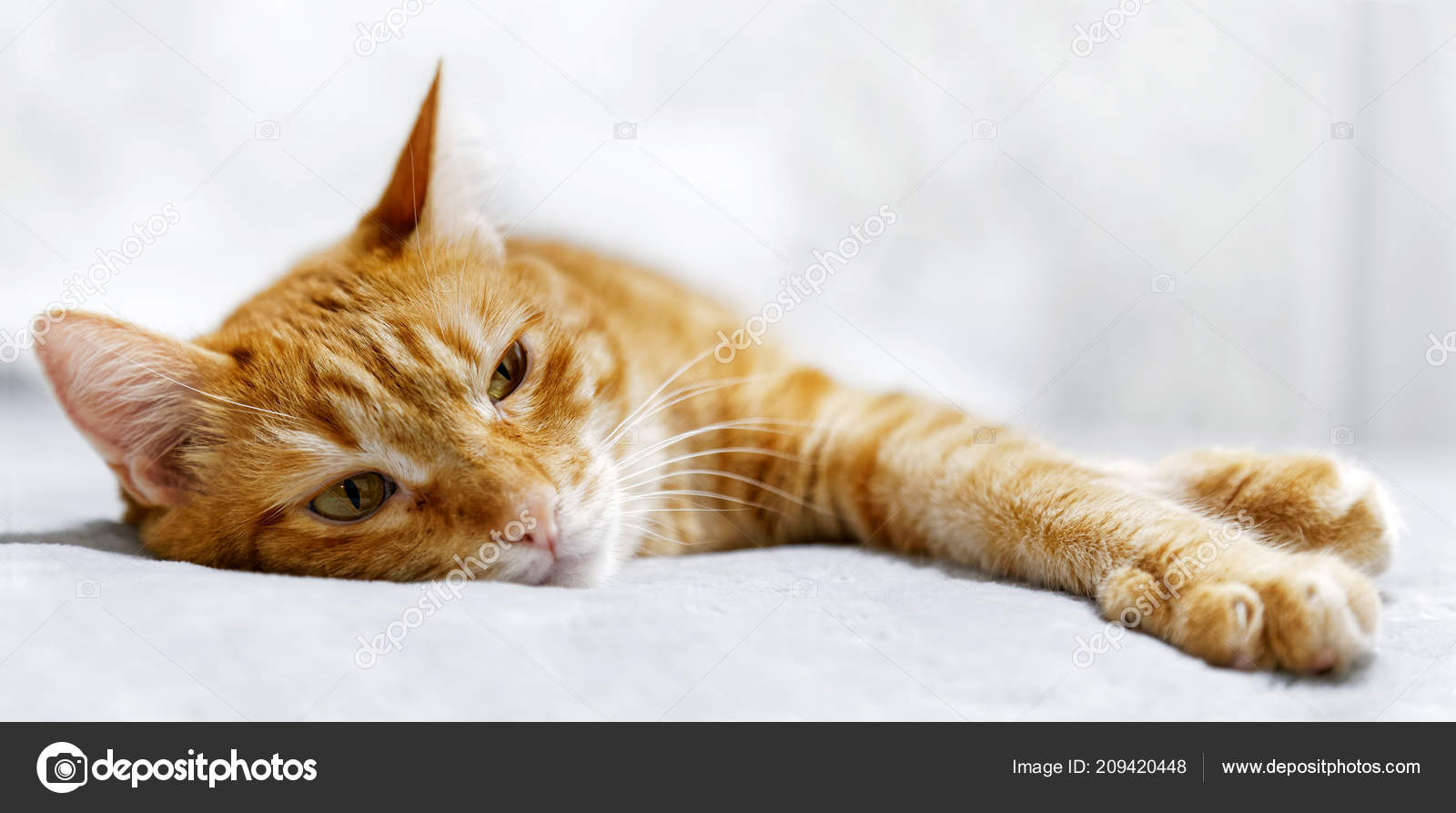 Gros Portrait De Chat Roux Couche Sur Un Lit Image Libre De Droit Par Mark Ka C