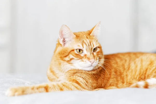 Closeup portrait of ginger cat lying on a bed and looking away against grey background. Shallow focus.