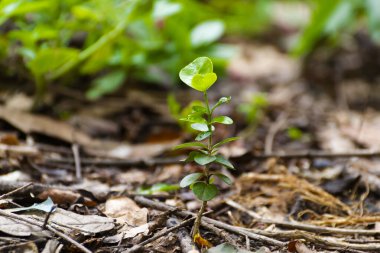 Bereketli topraklardaki Acerola bitkisi. Doğal olarak büyüyor. Tohum ekme ve ekme kavramı, yeni doğan ya da orman.