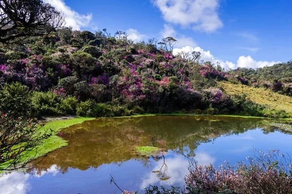 Horton Plains Milli Parkı, Lanka Sri Nelu çiçek ne zaman (Strobilanthes) Blooming sezon. 12 yılda bir kez olur bir olay.