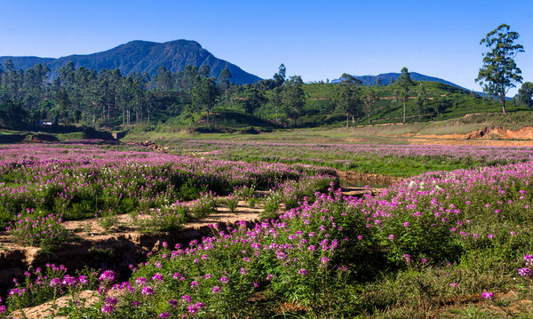 Дно водохранилища Маскелия в сезон засухи, выявление затопленного индуистского храма и сезонных цветов вокруг него, Шри-Ланка
