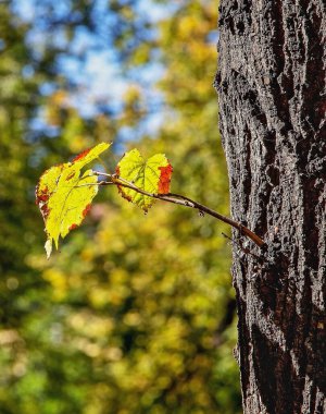 Son sonbahar yaprakları şehirdeki ağaçlarda.