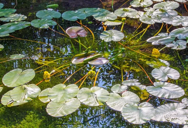 Seerosen Frühmorgens Teich — Stockfoto