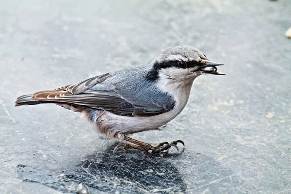 Kuş - gagasında tohum olan tımarhane