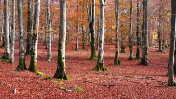 Beechwood Herfst Natuurpark Urbasa Andia Navarra Spanje Europa — Stockvideo