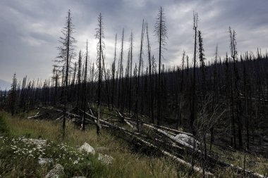 Kanada'da maligned Kanyon