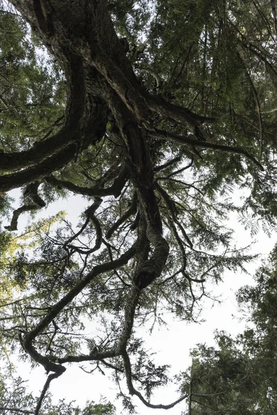 Der Pazifische Randpark Kanada — Stockfoto