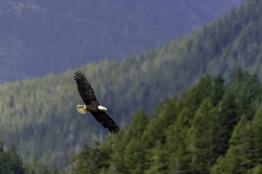 bir kartal vancouver Adası