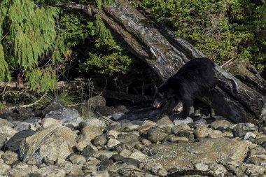 bir ayı vancouver Adası