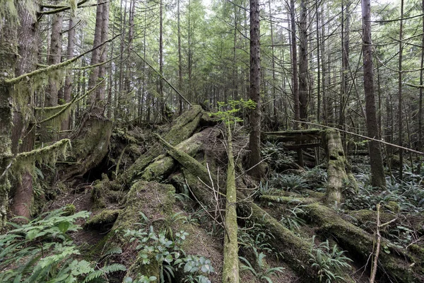 Pacific Rim Park Canada — Stock Photo, Image