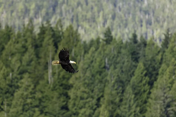 Ein Adler Auf Der Insel Vancouver — Stockfoto