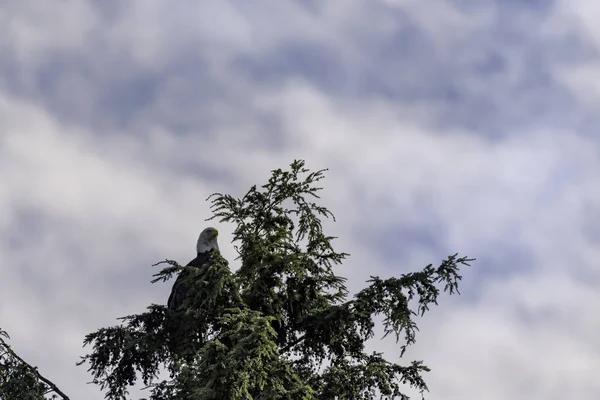 Έναν Αετό Για Vancouver Island — Φωτογραφία Αρχείου
