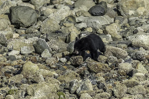 Bear Vancouver Island — Stock Photo, Image