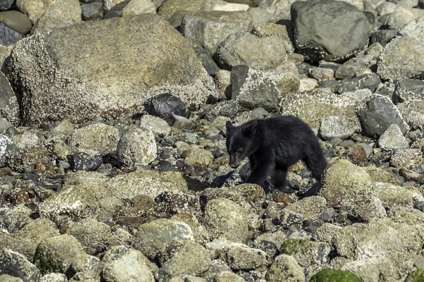 Niedźwiedź Wyspie Wyspa Vancouver — Zdjęcie stockowe