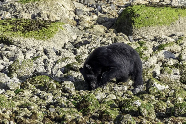 Niedźwiedź Wyspie Wyspa Vancouver — Zdjęcie stockowe