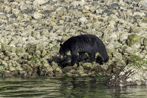 Bear Vancouver Island — Stock Photo, Image