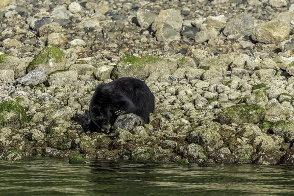 Oso Isla Vancouver — Foto de Stock