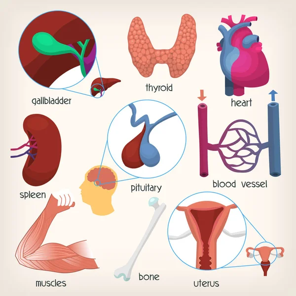 인체 기관입니다. 제 2 부 — 스톡 벡터