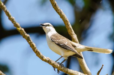 Calandria cantando al sol