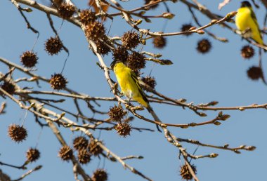 Aves comiendo en el arbol a punto de perder las hojas  6