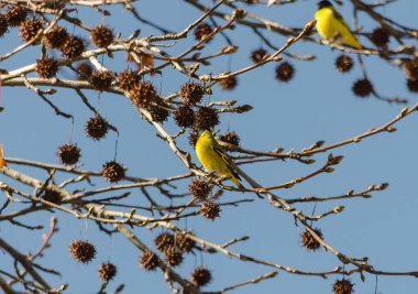 Aves comiendo en el arbol a punto de perder las hojas  5