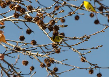 Aves comiendo en el arbol a punto de perder las hojas  4