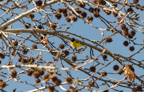 Aves Comiendo Arbol Punto Perder Las Hojas — Stock fotografie