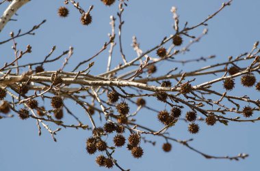 Sonbaharın gelişi için yapraklı ağaç