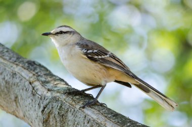 Calandria ağaçtan izliyor.