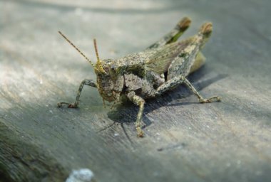 Çekirge güneşli bir günde