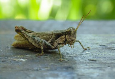 Çekirge güneşli bir günde
