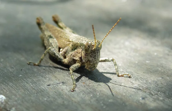 Çekirge güneşli bir günde