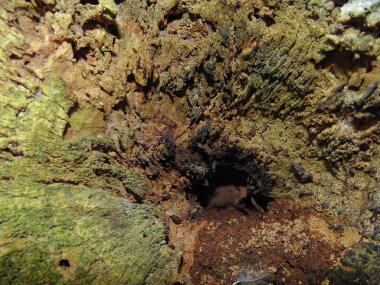 Yaşlı bir ağaçtaki oyukta ölüyorum